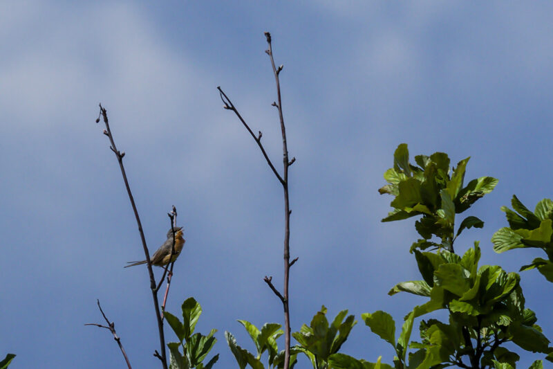 Fauvette passerinette en Lozère